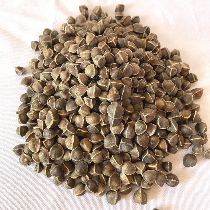 African researchers studying plants